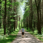 walnut woods tall pines area